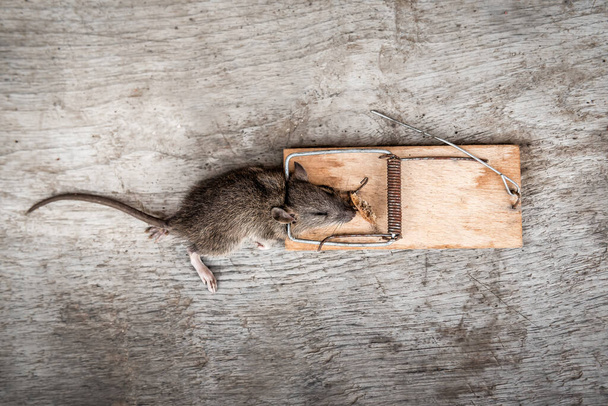 rat mort dans un piège à souris sur fond en bois - Photo, image