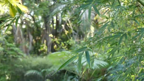 Exotische jungle regenwoud tropische sfeer. Varens, palmen en verse sappige bladeren, amazone dicht begroeid diep bos. Donker natuurlijk groen weelderig gebladerte. Evergreen ecosysteem. Paradijsesthetiek - Video