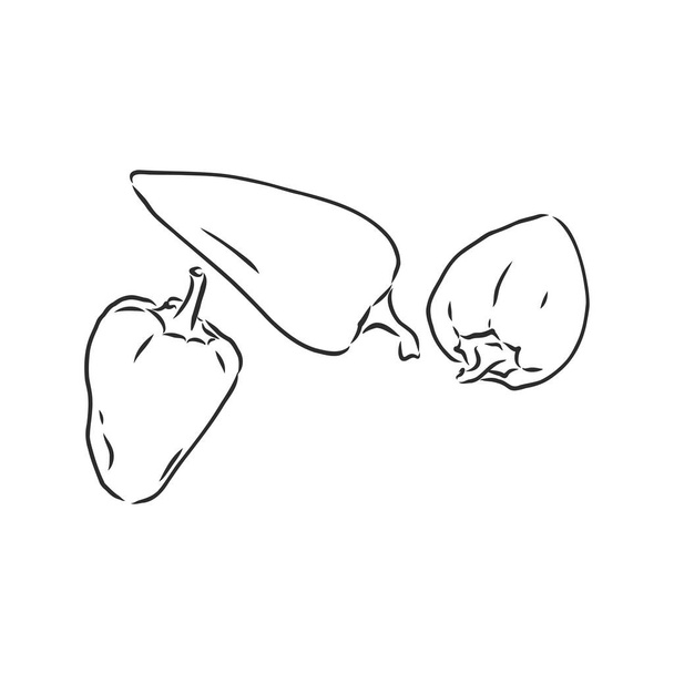Pimenta doce. Vetor mão desenhada legumes isolados no fundo branco. pimentão, desenho vetorial ilustração - Vetor, Imagem