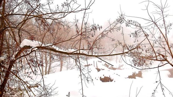 Лігурія, Італія - грудень, 02.2020: Перший сильний сніг з вілли в Італії. Чудова фотографія білого фону з сірим і синім небом. Сніг і кілька дерев з льодом.. - Фото, зображення