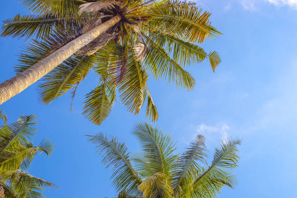 palm trees against blue sky, summer background of tropical island - Photo, Image