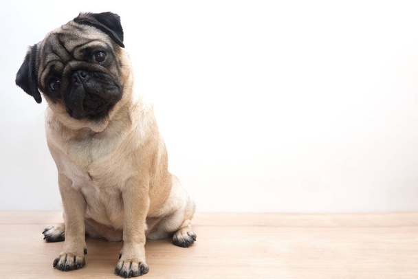 studio shot of cute young pug dog sitting, on white background with copy space - Zdjęcie, obraz