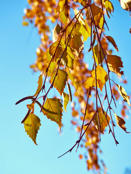Rami di betulla con foglie gialle su uno sfondo del cielo - Foto, immagini