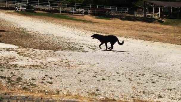 ένα μαύρο σκυλί με ένα πονεμένο πόδι τρέχει σε ένα χωματόδρομο - Πλάνα, βίντεο