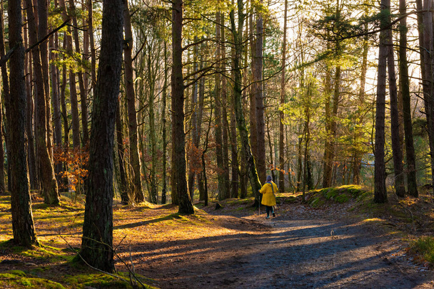 Person in yellow jacket walking down a forest path. - Foto, immagini