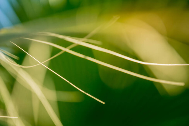 Красивый экзотический узор зеленых тропических пальмовых листьев - Фото, изображение