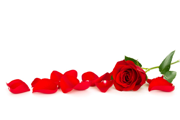 Red rose - Fotoğraf, Görsel