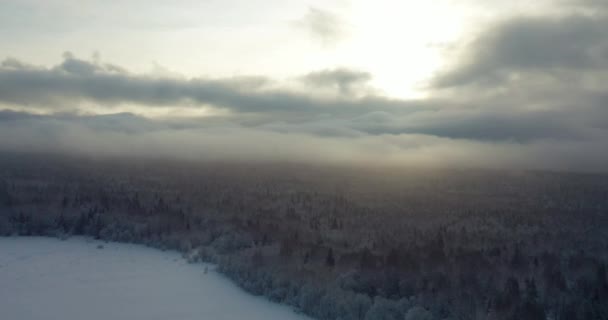 Bosco invernale. La vista dall'alto del volo degli uccelli. - Filmati, video