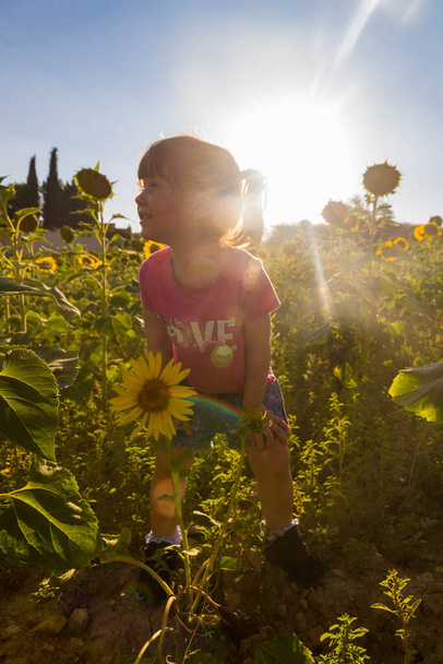 Tyttö seisoo auringonkukkapellolla aurinkoisena päivänä aurinkoa vasten. - Valokuva, kuva