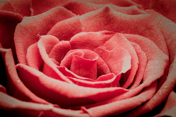 Uma rosa vermelha. - Foto, Imagem