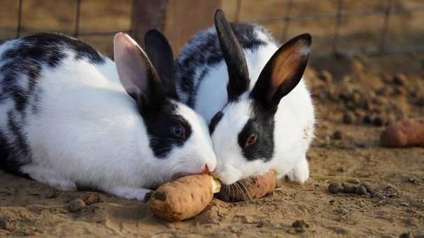 Zwei ritterliche Europäische Kaninchen oder Oryctolagus Cuniculus frühstücken morgens mit Süßkartoffeln. - Foto, Bild