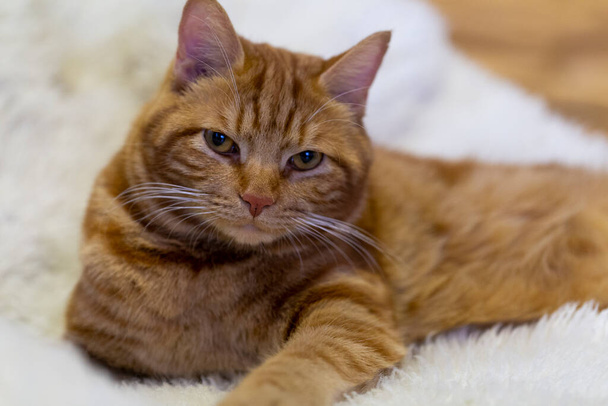 un gatto tabby rosso si trova in una poltrona bianca nel soggiorno - Foto, immagini