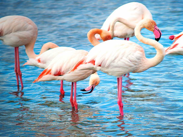 Pink flamingos Camargue National Park, France - Photo, Image