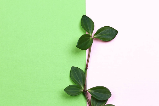 natural creative concept. Green plant branch with leaves on trending pink green background - Fotoğraf, Görsel