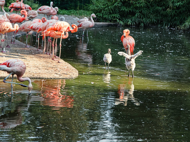Pink flamingo with baby flamingos in water. Two grey  flamingo chicks with mother flamingo. - 写真・画像