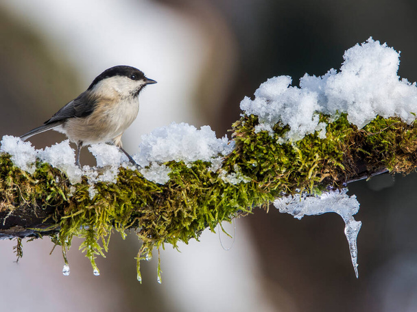 Small bird, Marsh Tit Poecile palustris during winter time - Photo, Image