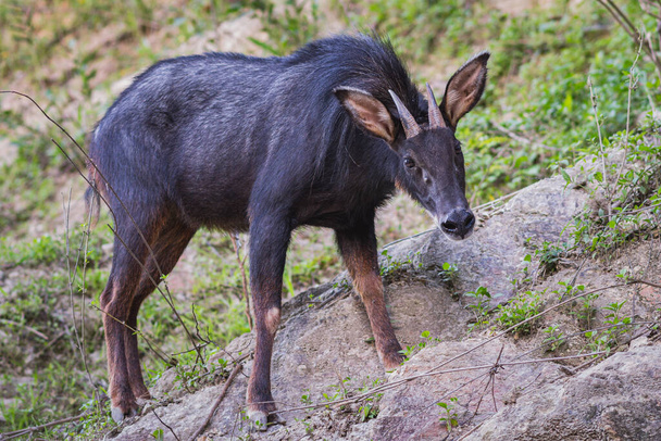 Mainland serow, a goat-like mammal of genus Capricornis. - Photo, Image