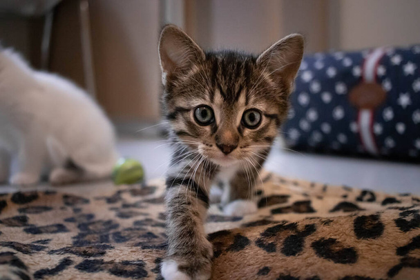 Close-up de um gatinho de resgate curioso bonito em um abrigo animal não-matar - Foto, Imagem