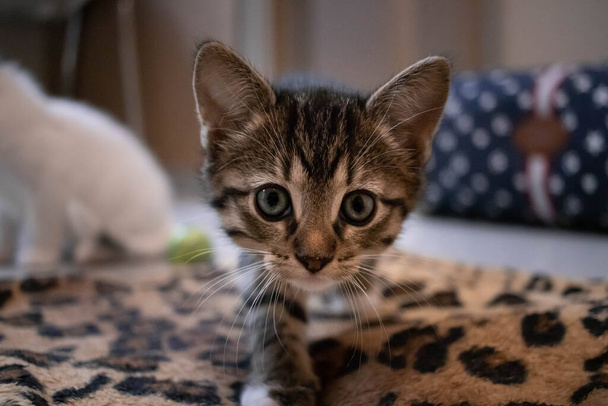 Close-up van een schattige nieuwsgierige redding kitten in een no-kill dierenasiel - Foto, afbeelding