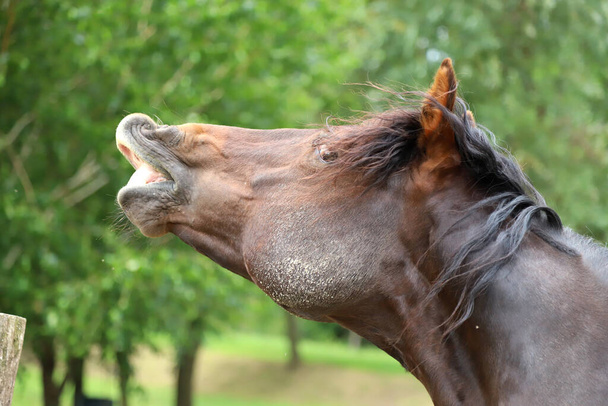 Amerikkalainen Morgan rotu hevonen kiharat jopa sen huuli haju. Näyttää siltä, että sen nauru - Valokuva, kuva