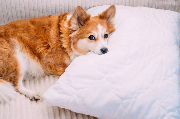 dog lies on the bed on a pillow - 写真・画像