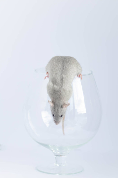 Cute little gray rat in a wine glass. - Fotografie, Obrázek