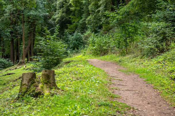 Sendero de senderismo en el bosque cerca del Drachenschlucht, Dragon Gorge cerca de Eisenach - Foto, Imagen