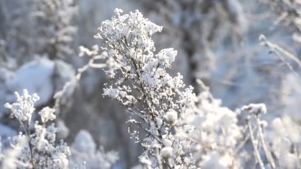 Fiori secchi coperti di neve in una fredda giornata invernale, vista da vicino. Primo gelo in impianti di campo congelati - Filmati, video