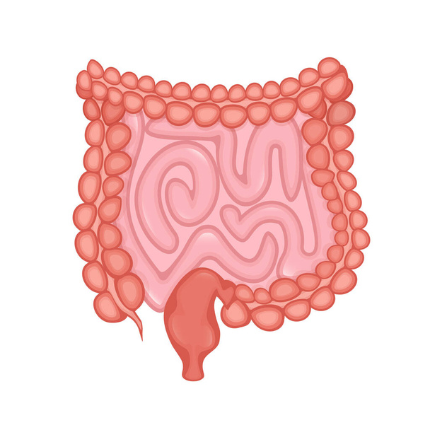 Ilustração vetorial plana. Ilustração vetorial plana com intestinos, conceito do sistema digestivo. - Vetor, Imagem