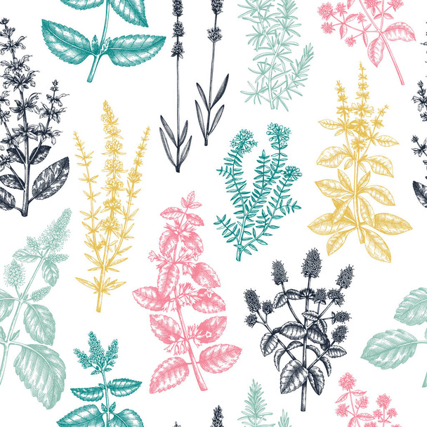 Mints and balms seamless pattern. And sketched aromatic and medicinal herb background. Herbal tea ingredients. Mint plants in vintage style. Summer wild flower backdrop. - ベクター画像
