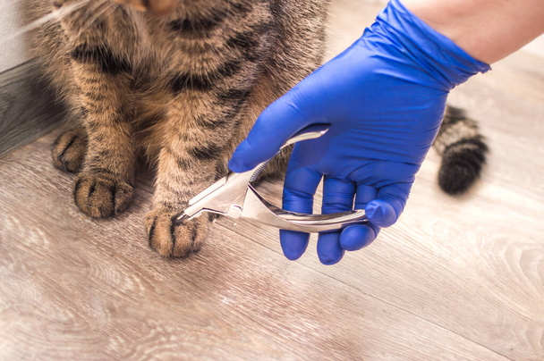 Nail trimmer and cat paws close up. - Valokuva, kuva
