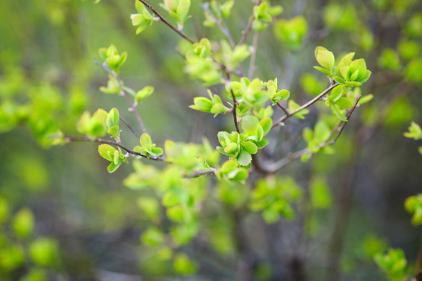 Primera primavera hojas en las ramas. Verdes jóvenes. Primavera - Foto, imagen