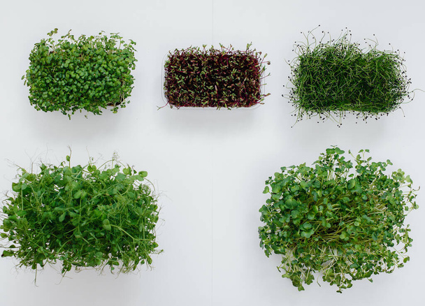 Several sudochki sprouts micro greens close-up on a white background. Healthy diet and lifestyle - Foto, immagini