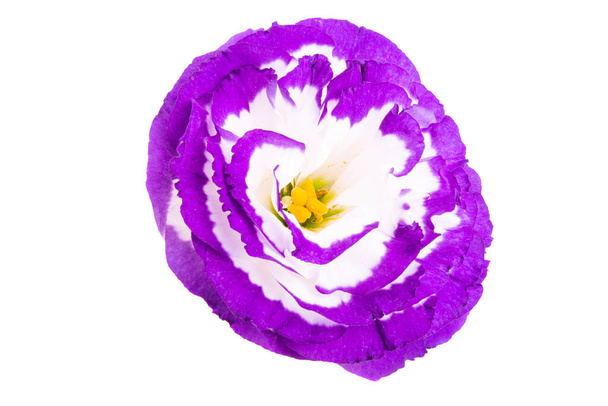 flor de eustoma aislada sobre fondo blanco  - Foto, imagen