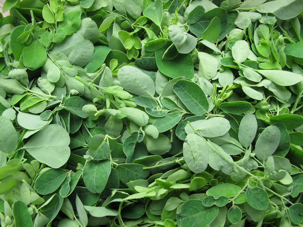 Daun kelor or merunggai leaves, moringa oleifera leaf texture background - Photo, Image