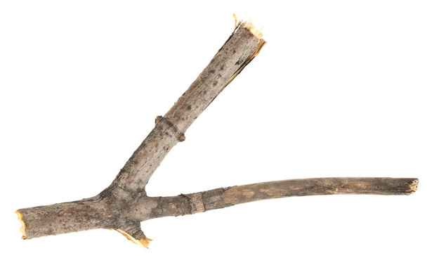 Árvore seca galhos ramos isolados no fundo branco. pedaços de tábua de madeira quebrada no fundo branco. close-up - Foto, Imagem