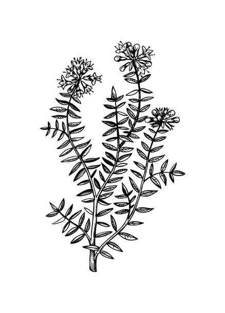 Hand sketched thyme illustration with leaves and flowers. Hand-drawn medical herbs and spices. Engraved style botanical illustration. Herbal medicine and tea ingredients - Vektor, kép