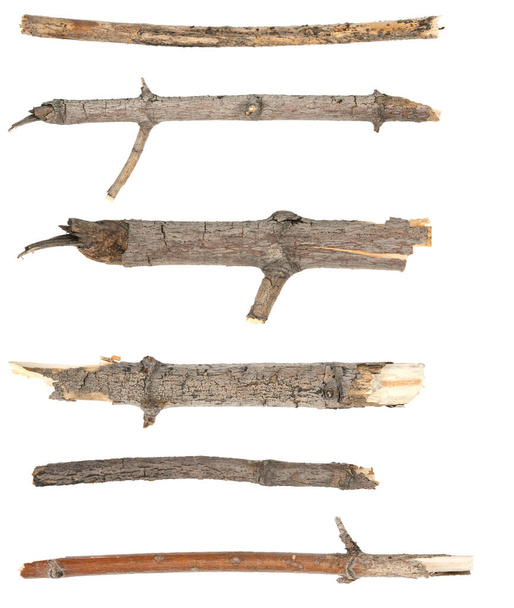 Colagem árvore seca galhos ramos isolados no fundo branco. pedaços de tábua de madeira quebrada no fundo branco. close-up - Foto, Imagem
