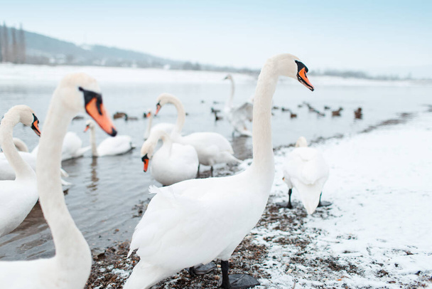 Grupo de hermosos cisnes blancos a orillas del río en el día de invierno.  - Foto, Imagen