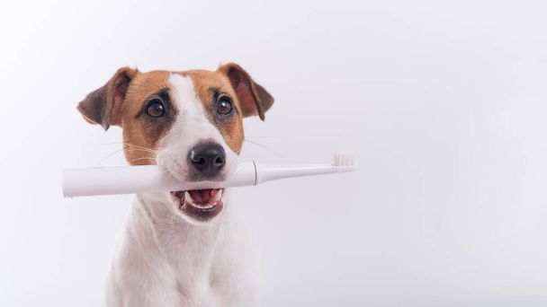 Jack russell terrier dog holds an electric toothbrush in his mouth on a white background. Oral hygiene concept in animals. Copy space - Foto, Imagen