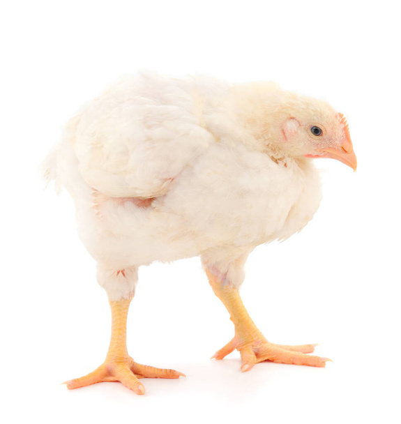 Chicken or young broiler chickens on isolated white background. - Foto, imagen