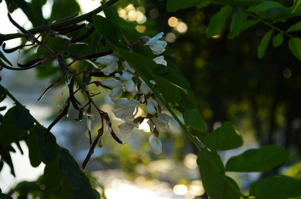 Flores de acacia que florecen en primavera. Rama de flores de acacia con un fondo verde - Foto, imagen