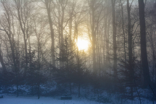 Orange sunrise behind tall trees on a foggy morning on a cold winter day in the Spessart, Bavaria, Germany - Photo, Image