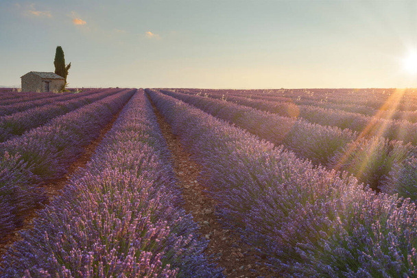 Levandulové pole za úsvitu, fialové květy. Provence, Francie - Fotografie, Obrázek