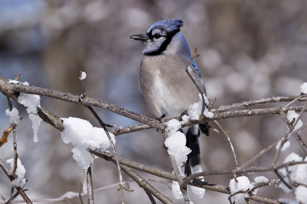 Голубая сойка зимой сидит на ветке - Фото, изображение