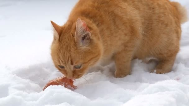 Mooie roodharige kat met een gescheurd oor en in een rode halsband een stuk worst in de sneeuw op een winterdag van dichtbij bekijken - Video