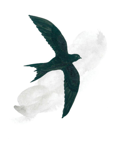 Le ali aperte del rondone sono come una vela. La chiara silhouette dell'uccello sullo sfondo di una nuvola leggera crea un'atmosfera di calma e fiducia. Armoniosa illustrazione animalistica in bianco e nero per un design romantico dello spazio. - Foto, immagini