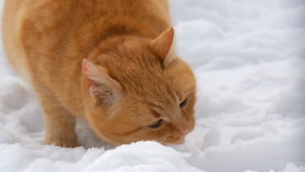 Piękny rudy kot z rozdartym uchem i czerwonym kołnierzykiem jedzący kawałek kiełbasy w śniegu w zimowy dzień z bliska widok - Materiał filmowy, wideo