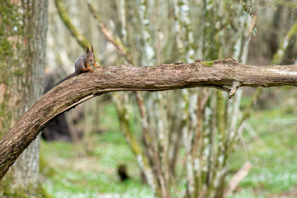 Ardilla en bosque de primavera con lecho de bosque de flores de anémona de madera y árboles molestos durante la primavera.  - Foto, Imagen