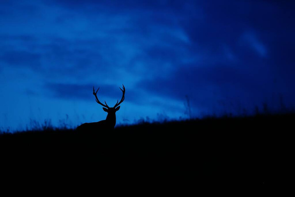 Silueta de ciervo rojo ciervo de pie en una colina por la noche con nubes azules detrás - Foto, Imagen